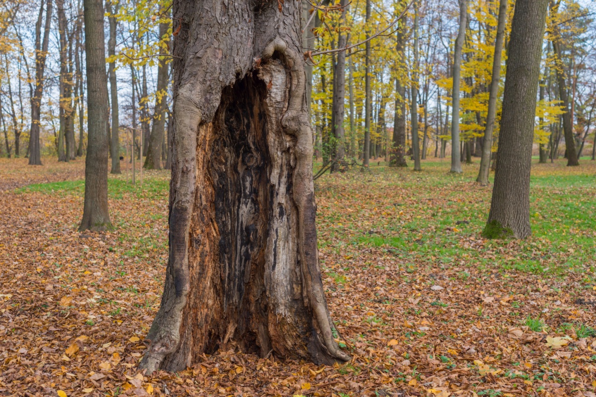 a tree with a hollowed-out trunk, showcasing that it's dying