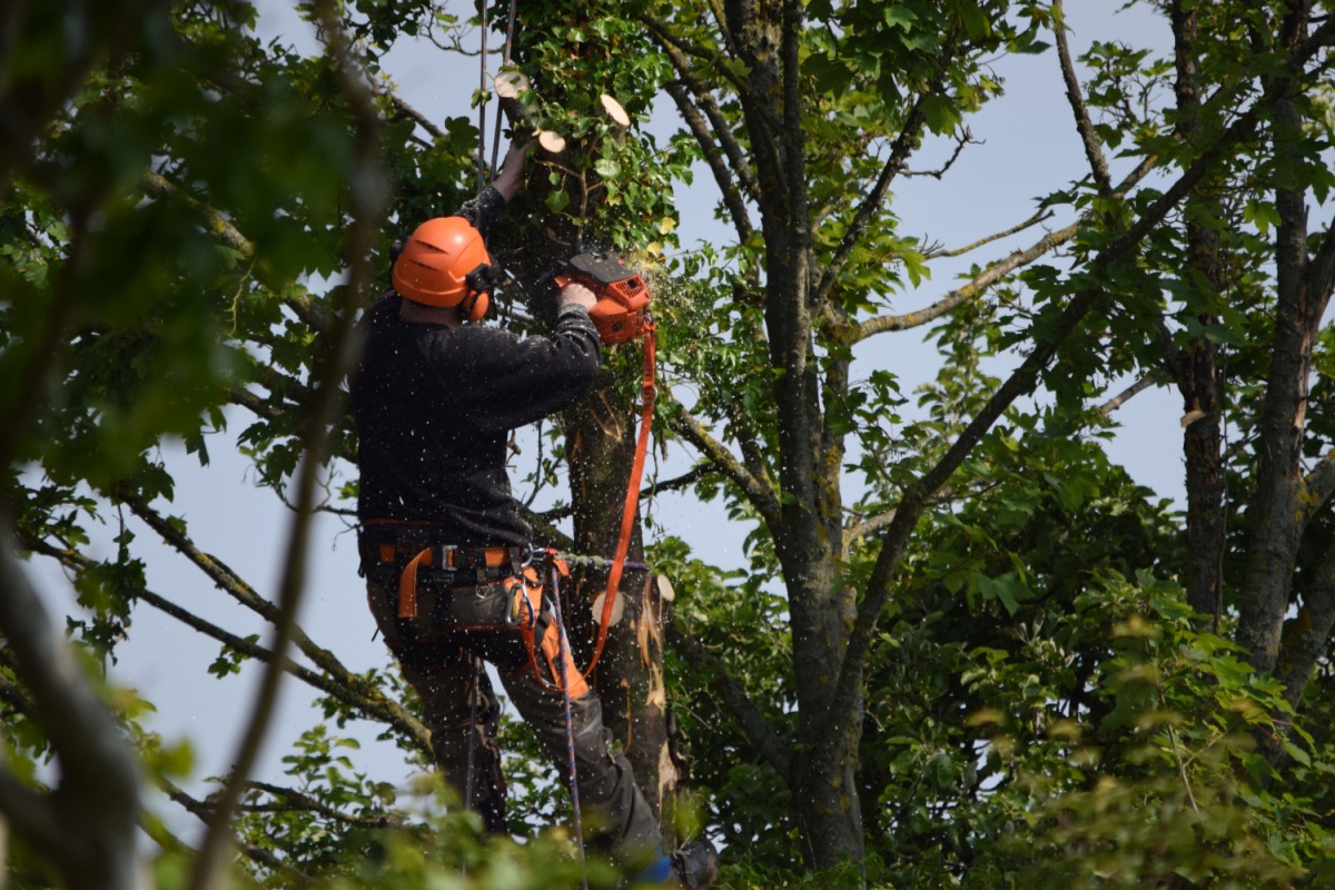 a professional arborist in a tree performing proper tree trimming