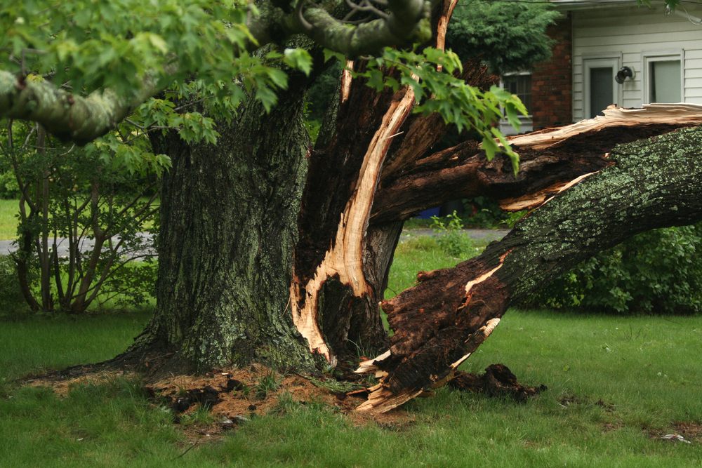 a tree with bark and a large branch splitting off due to storm damage and decay
