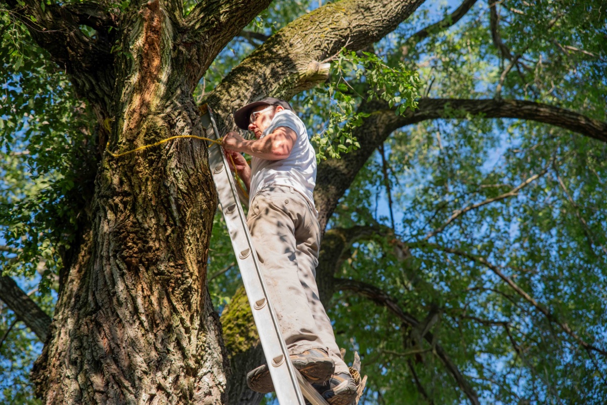an older man standing on a ladder that is leaning against a tree to showcase the dangers of DIY tree removal