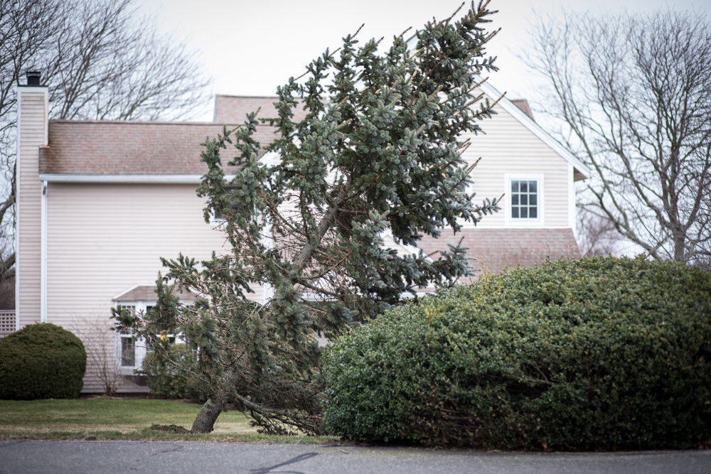 an evergreen is leaning significantly in a front yard