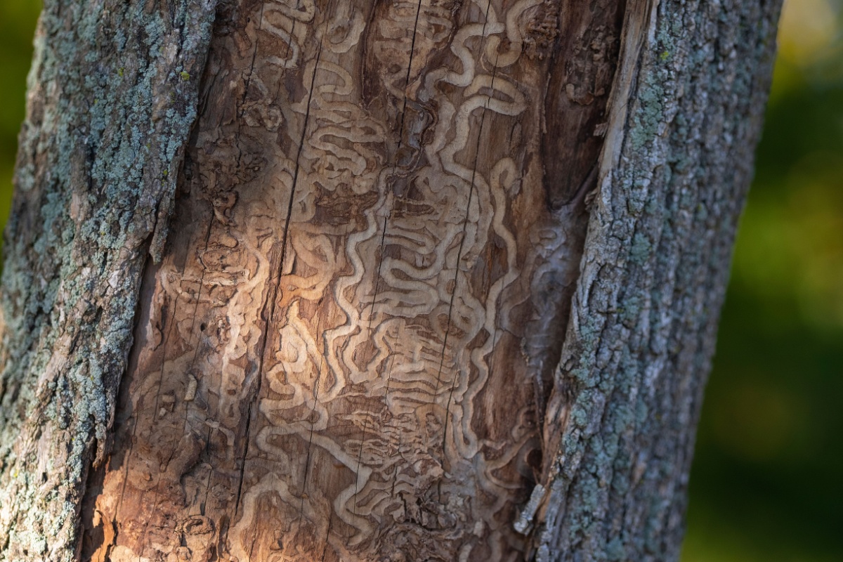 The S-shaped tunnels on the trunk of a tree from emerald ash borer activity