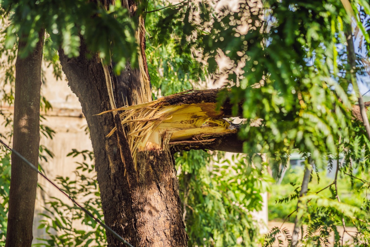 a tree damaged by a storm (it has a giant broken and split branch)