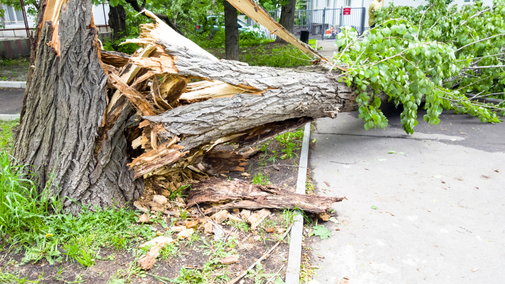 A Tree Fell on My Property! How to Clean Up & Manage Insurance