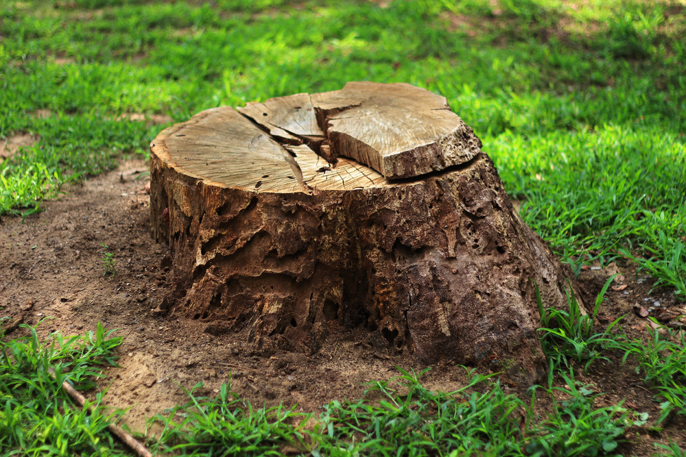 Should You Remove a Tree Stump?