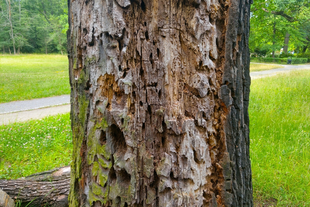 close up of a tree trunk with bark that is different colors due to disease
